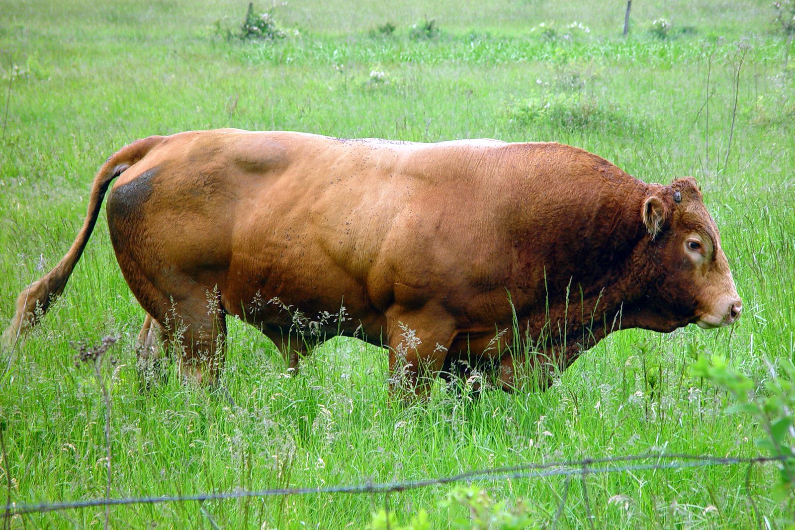 brown cow standing in the grass near a wire fence