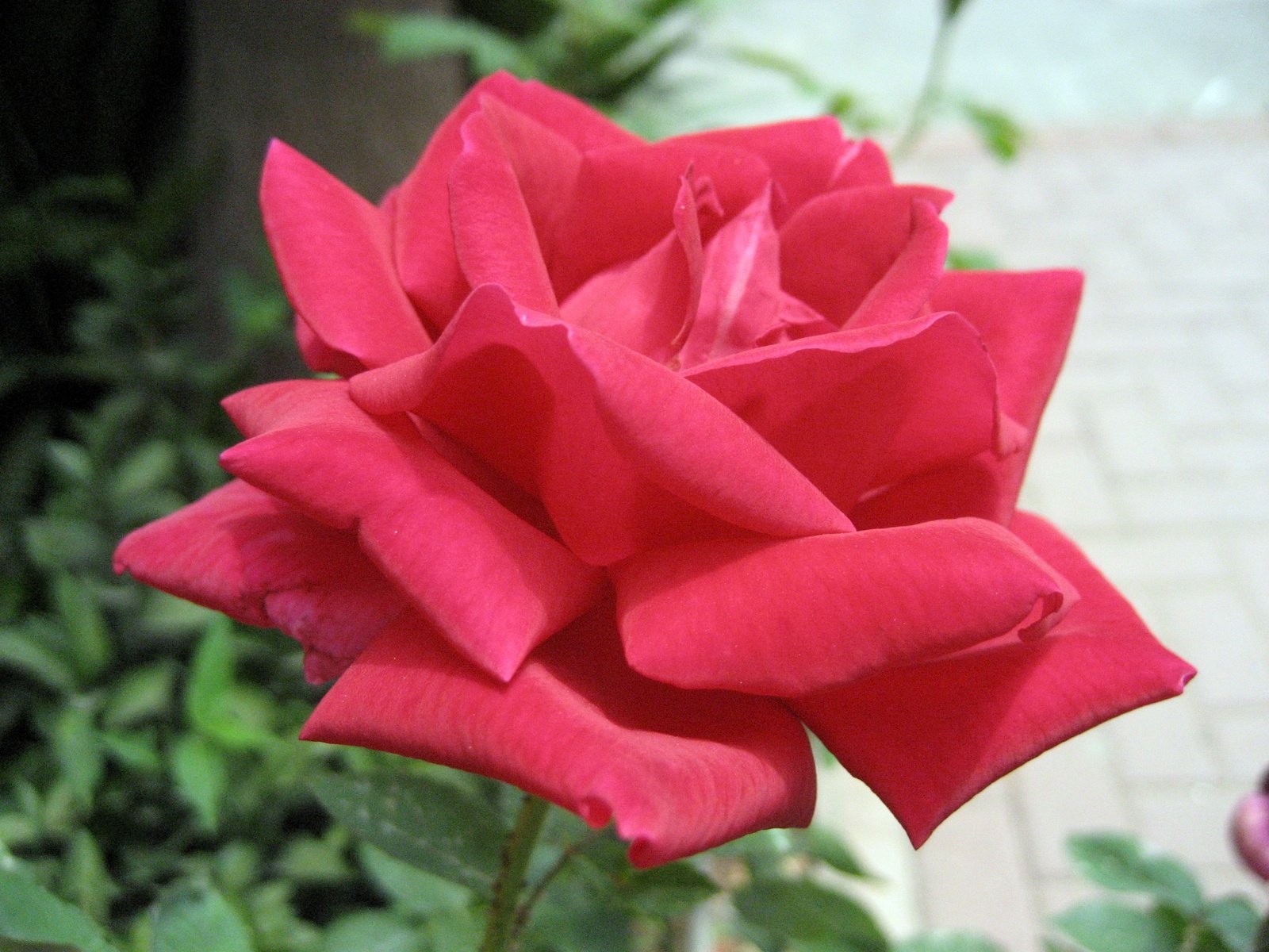 a red rose blooming in the midst of some leaves