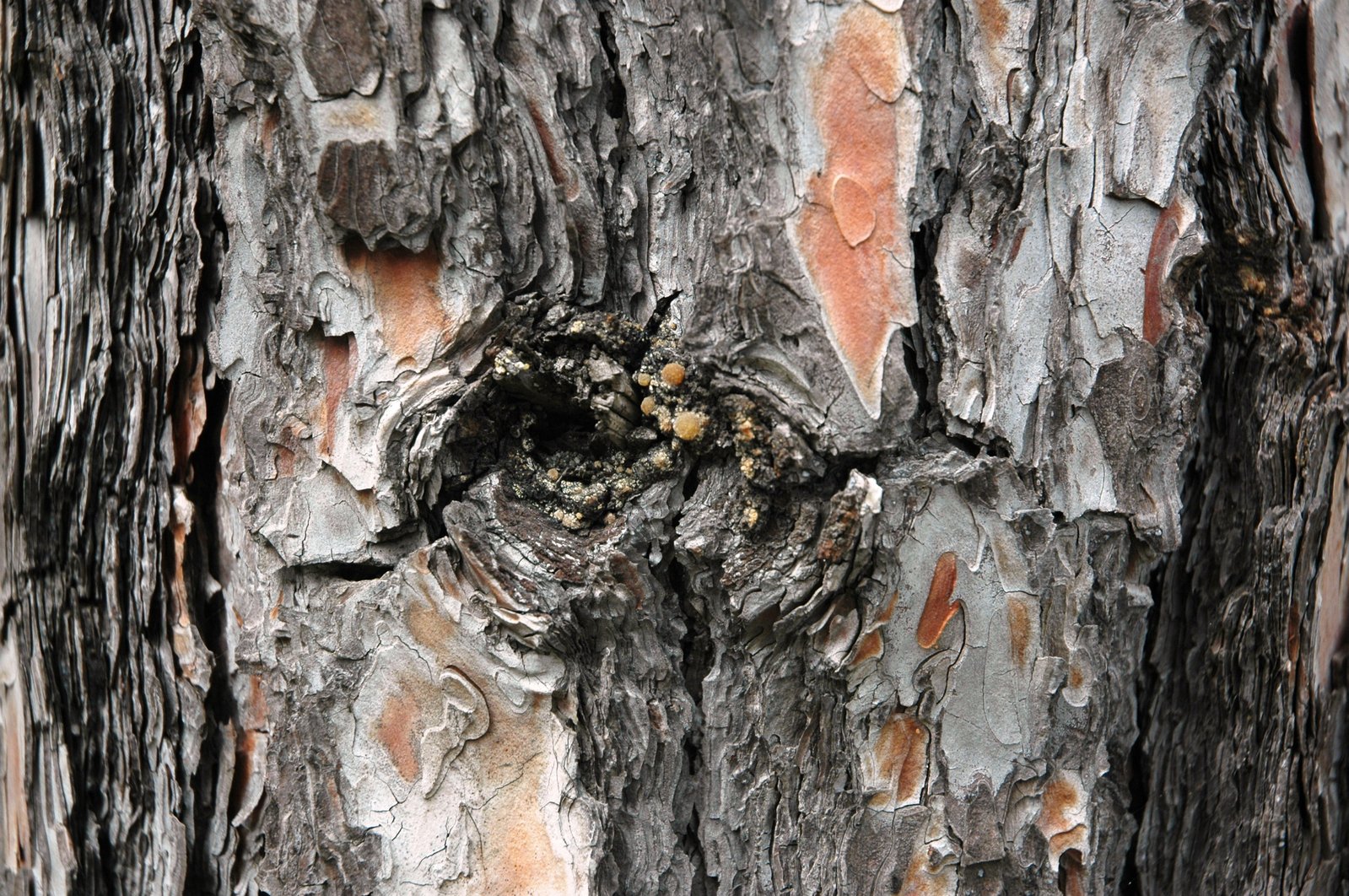 an image of wood grain peeling from a tree