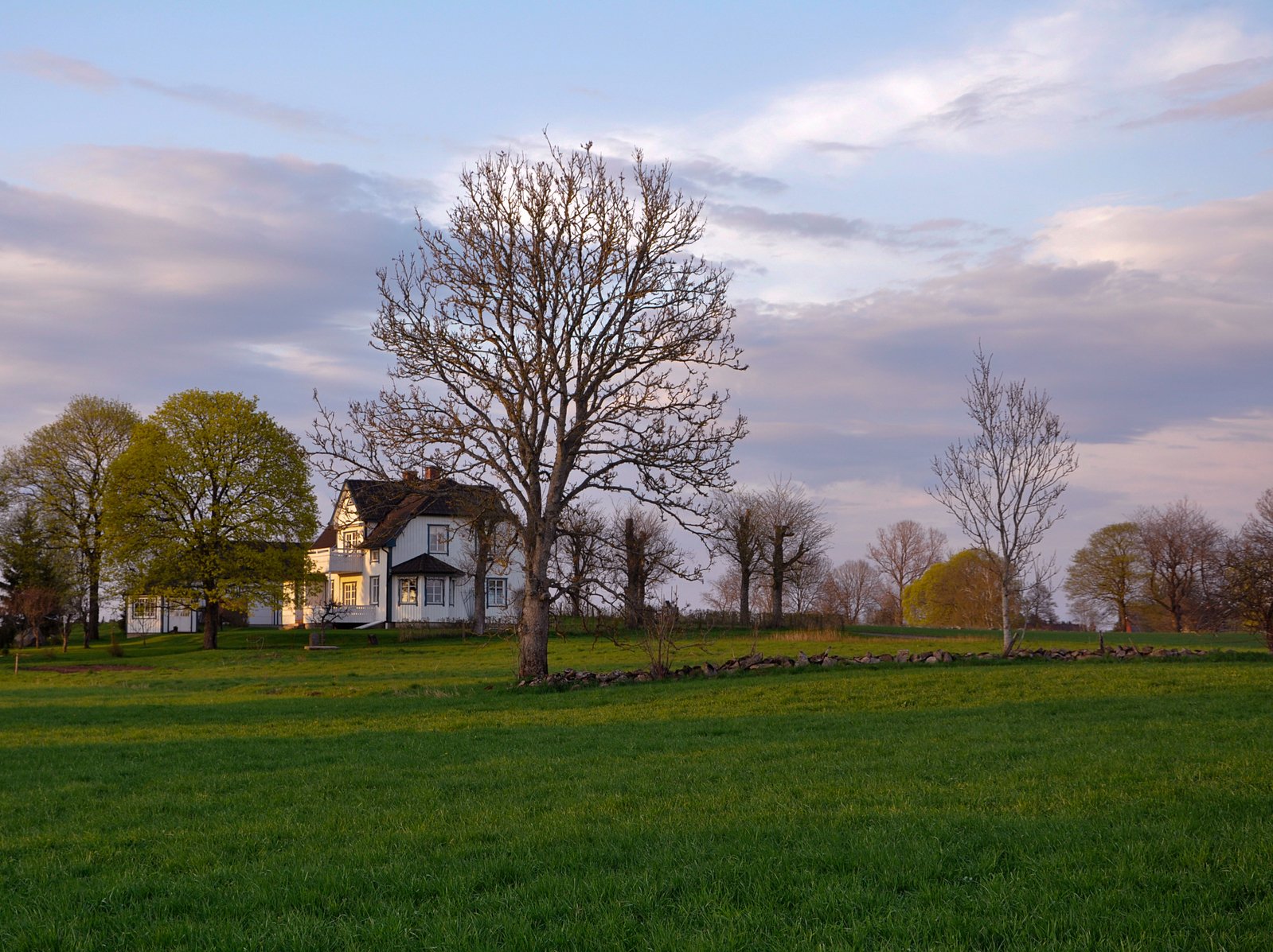 an empty field next to a house with a very big tree in front of it