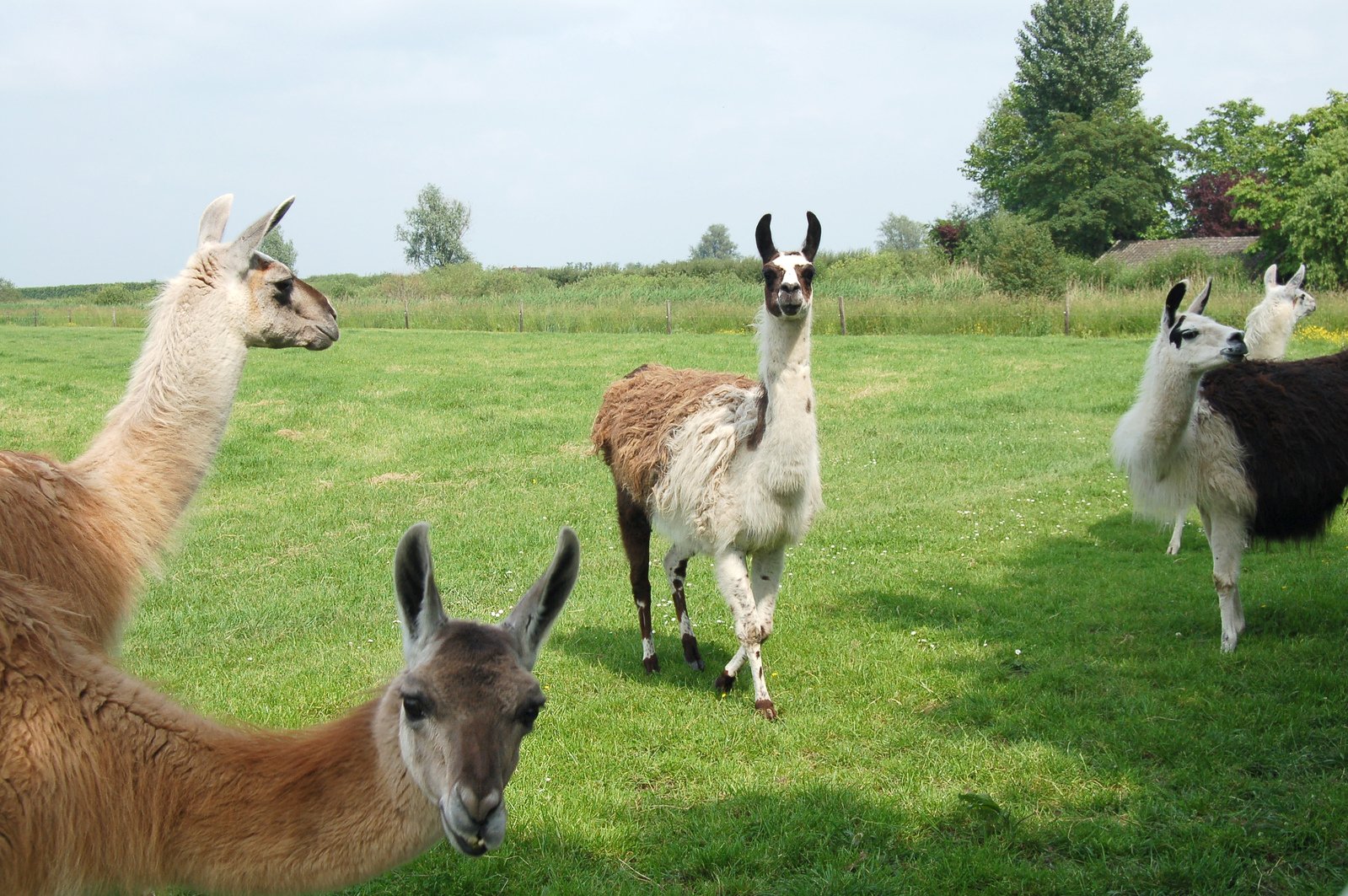 three brown alpacas are standing in the grass