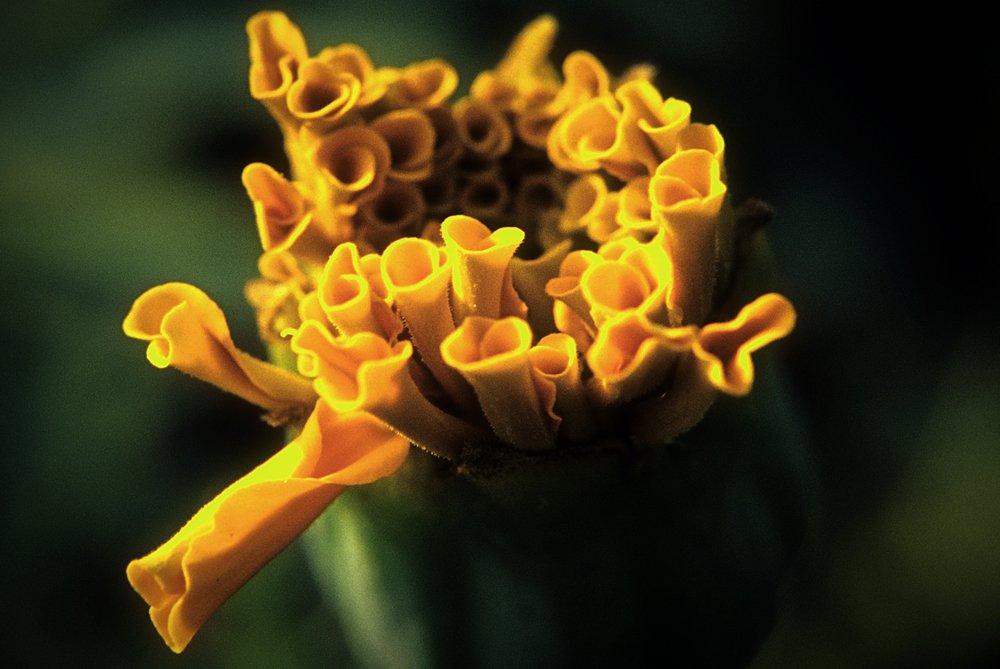 a yellow flower with green stems in a blurry po