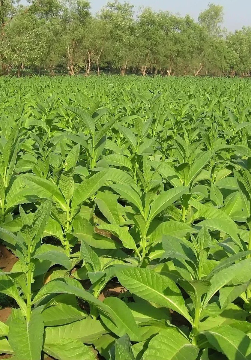 large field of bright green leaves near trees