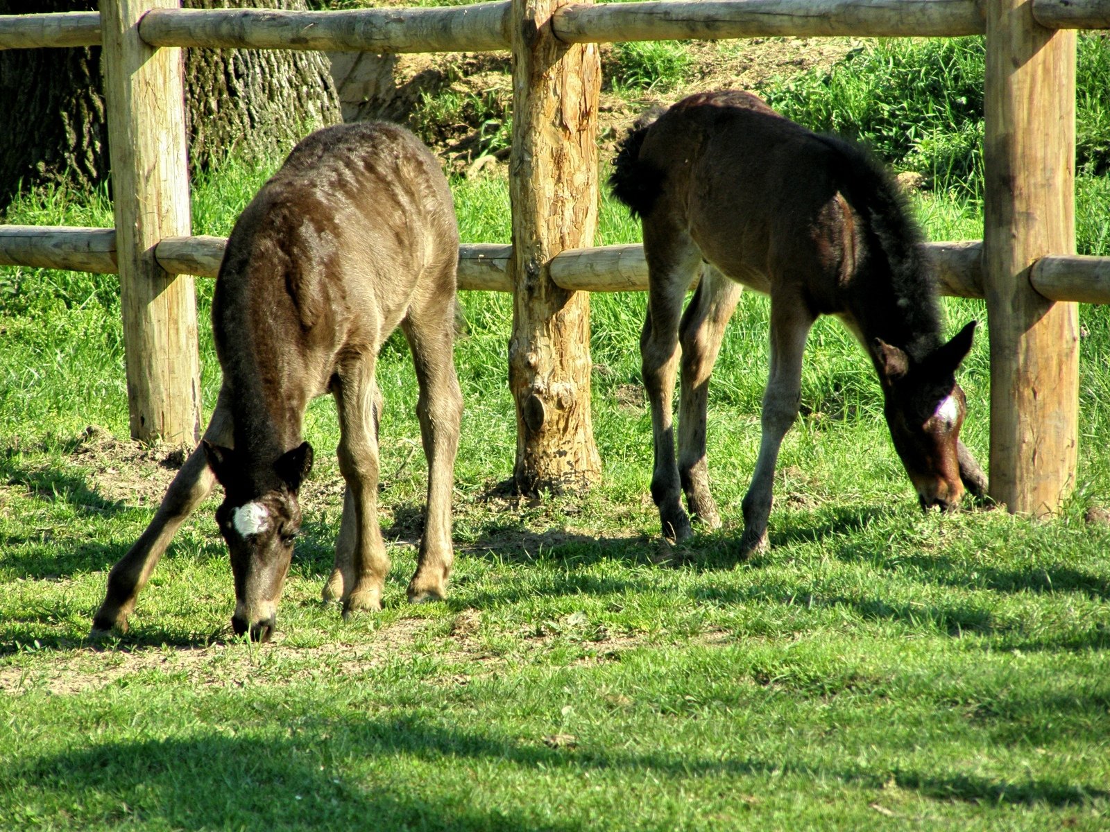 two brown horses grazing on green grass next to wooden fence