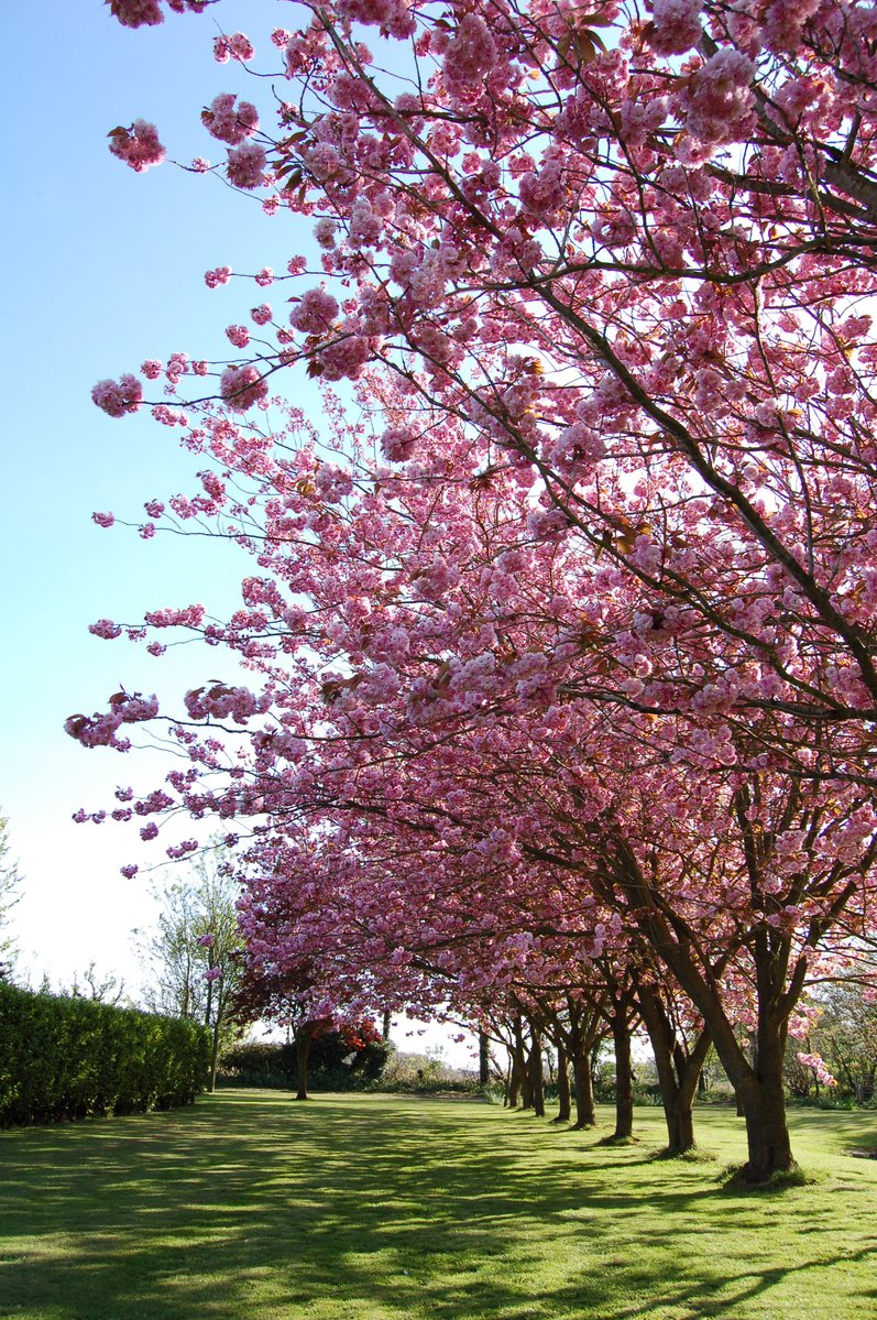 a large field full of trees with pink flowers on it