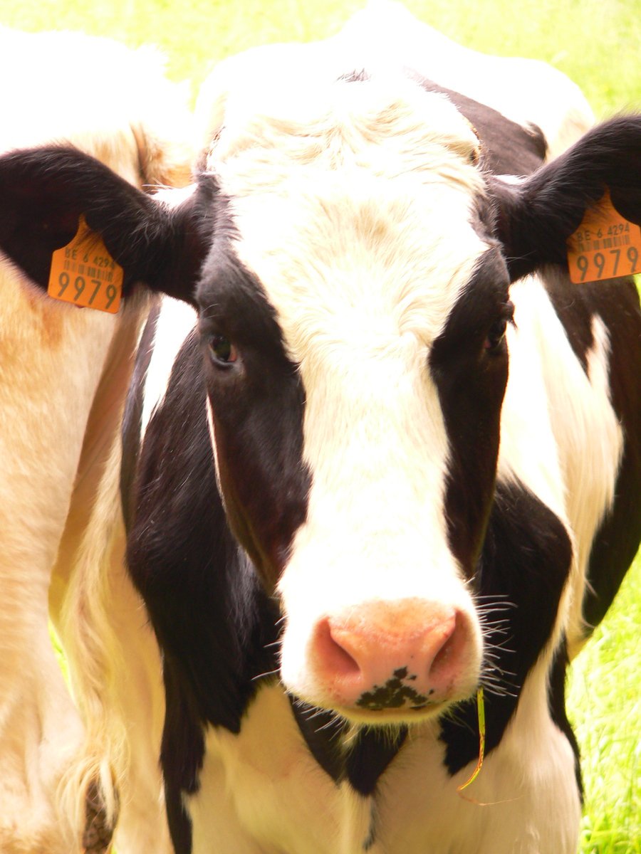 a close up of a cow with two tags in its ears
