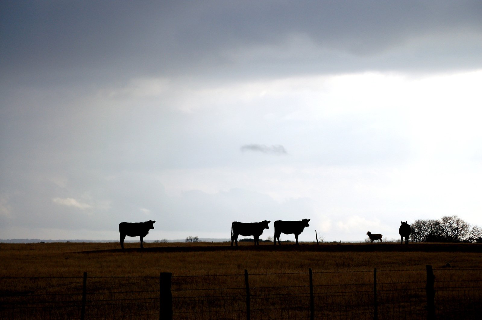 four cows standing in a field with the sky in the background