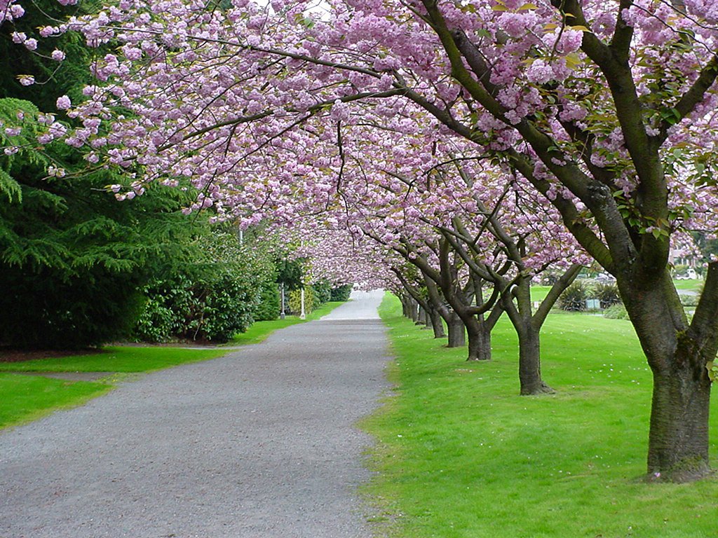 some very pretty trees and a paved road