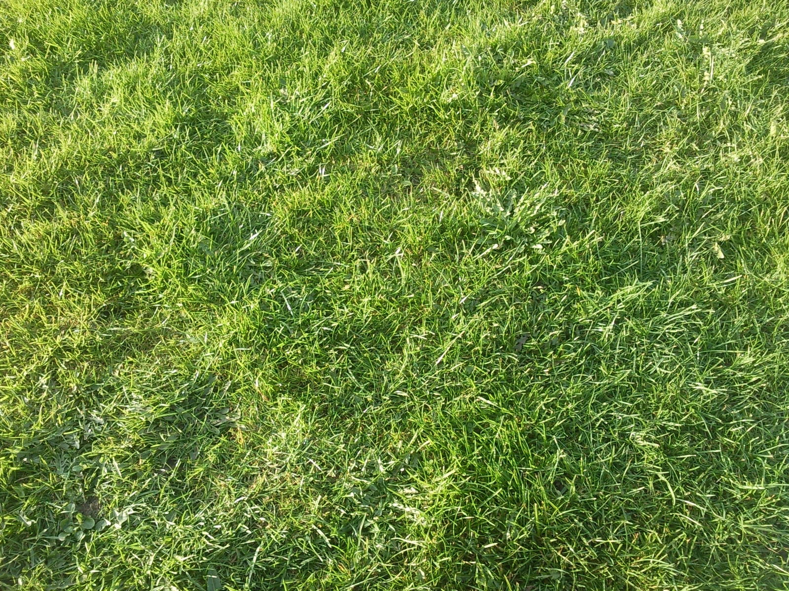 an image of an overhead view of grass