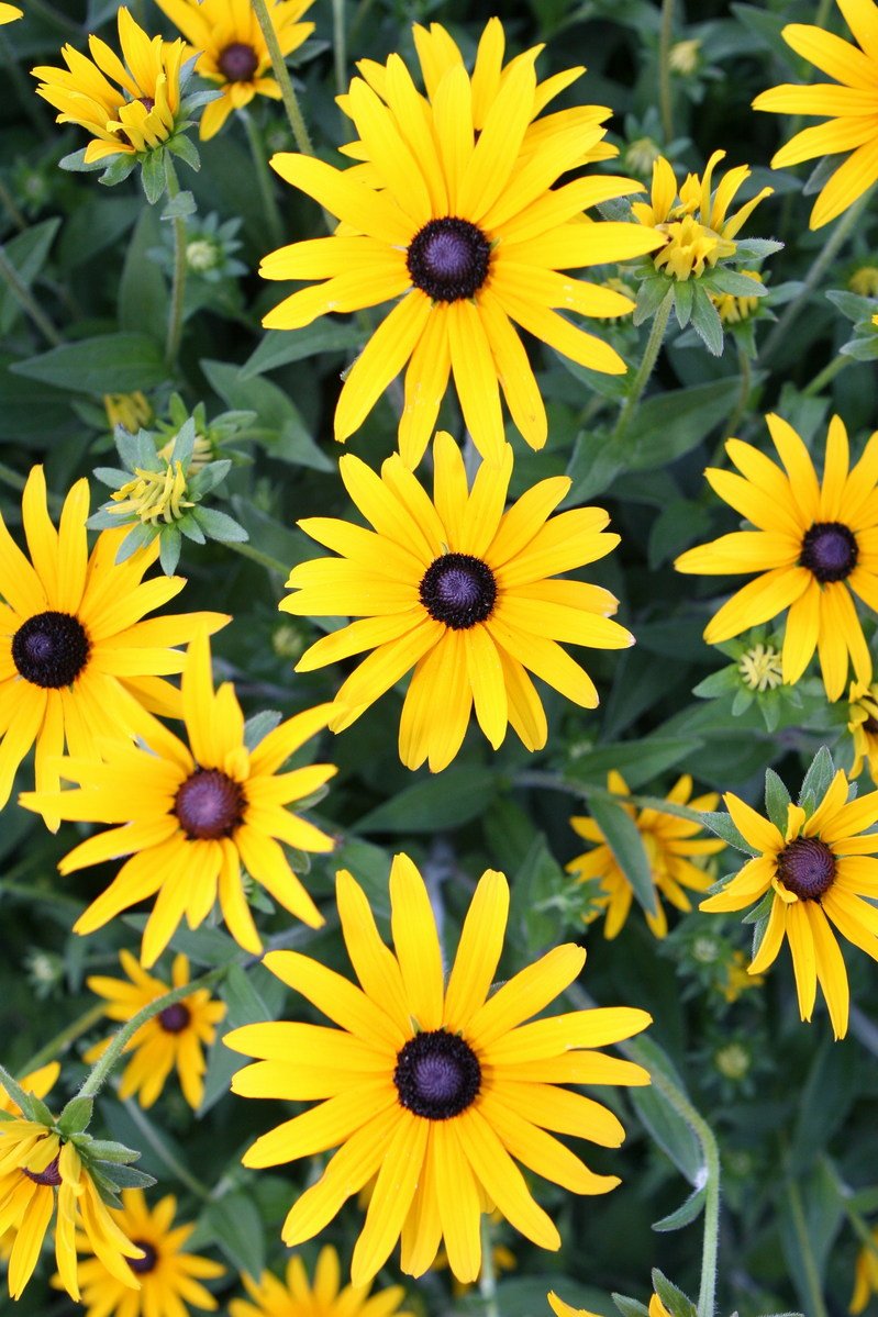 a closeup of yellow flowers growing in the sun