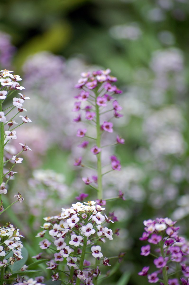 purple and white flowers growing in a field