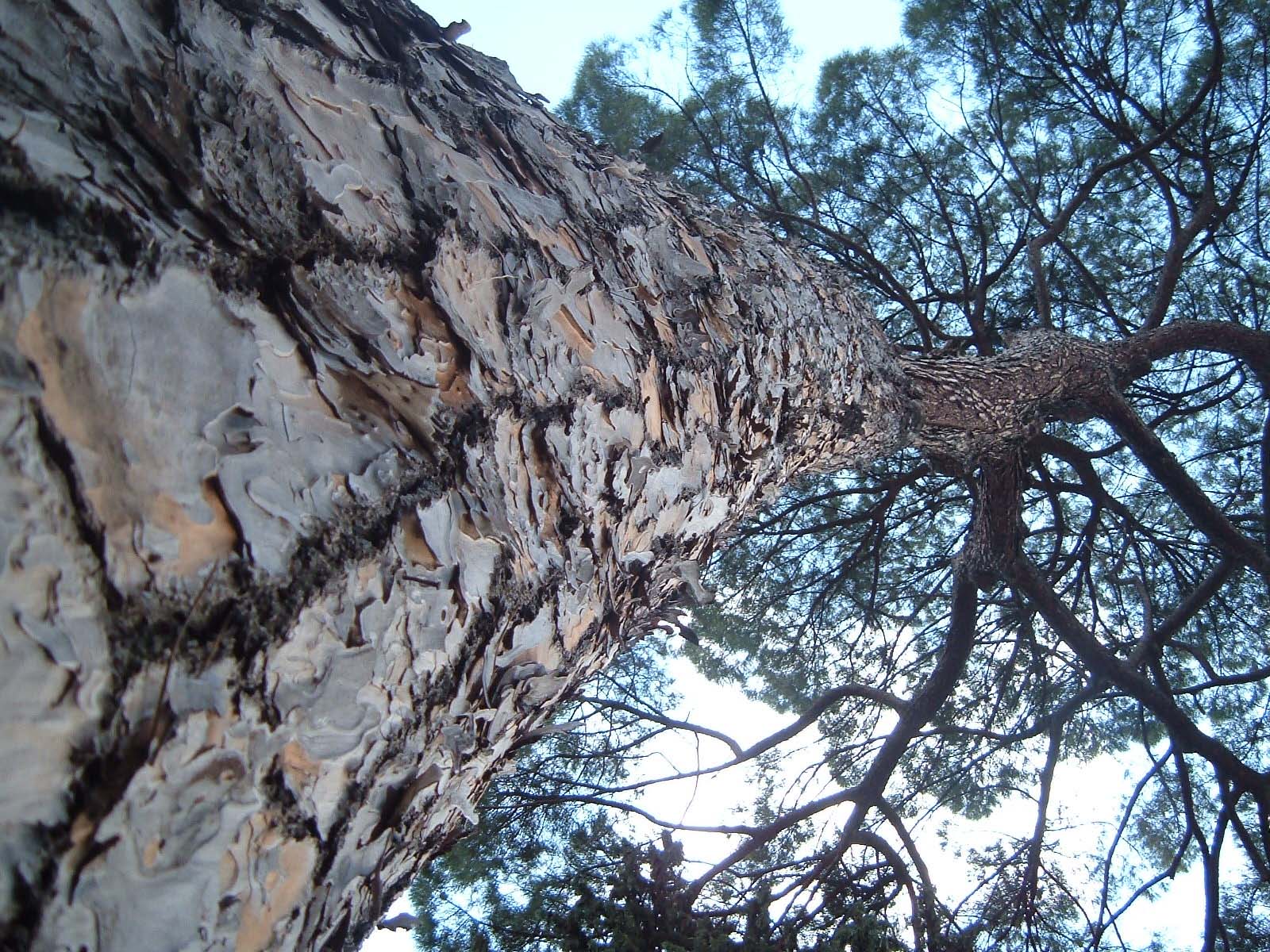 the bark of an old pine tree looking up