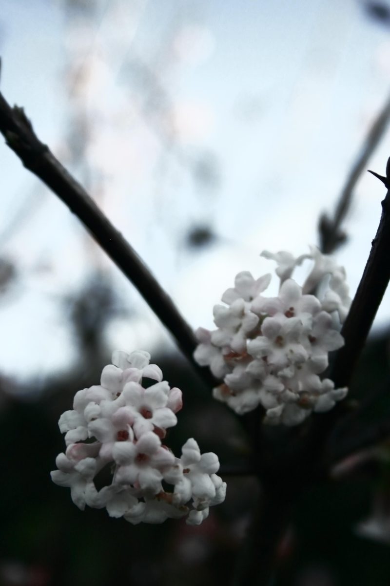 there is white flowers growing from the stems