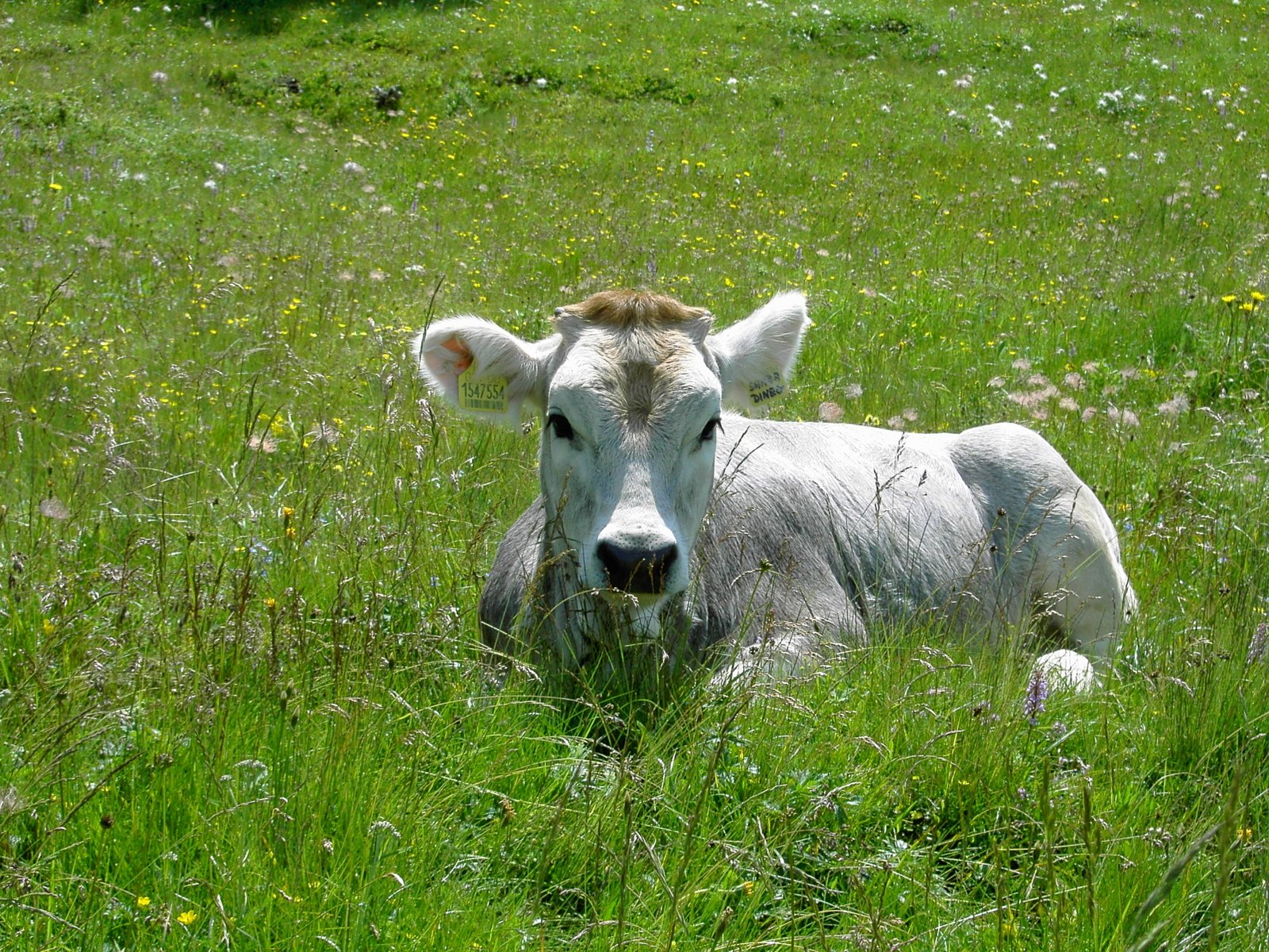 a cow that is laying in the grass