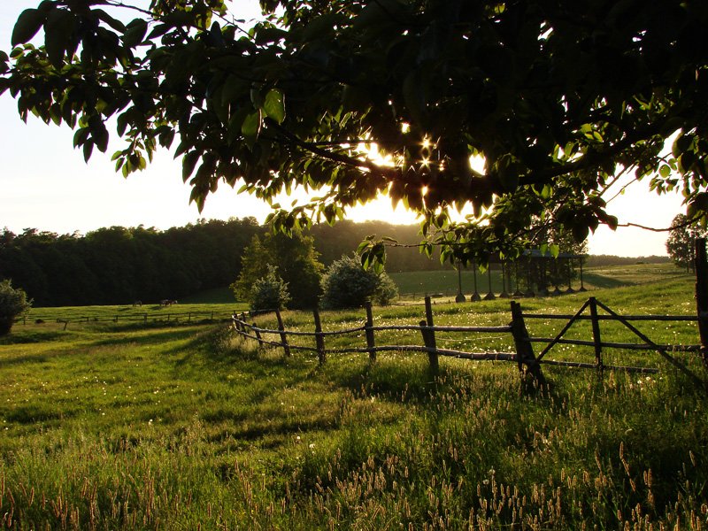 a beautiful field with trees and fence in the sunlight