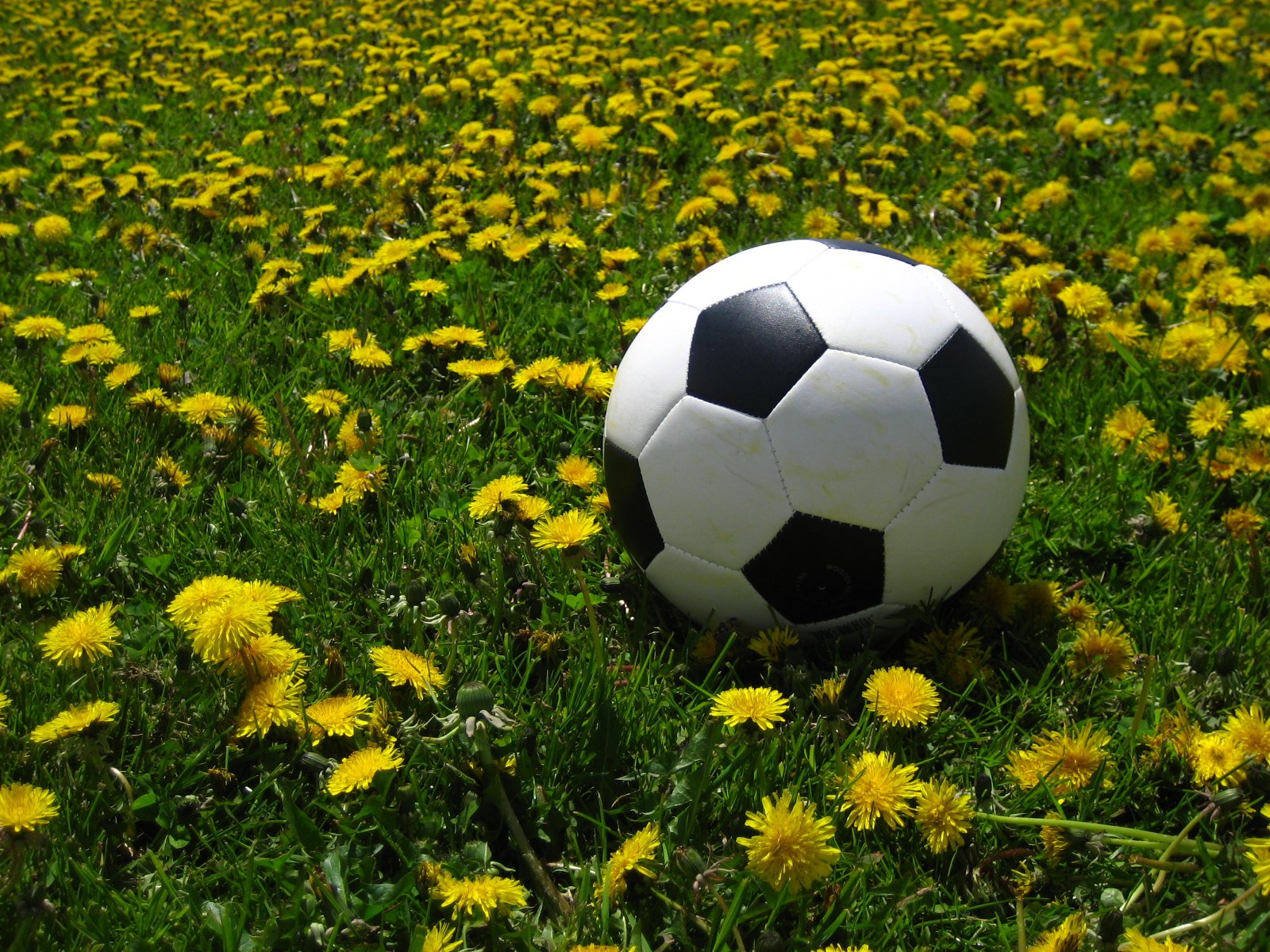 a soccer ball sitting in the middle of flowers