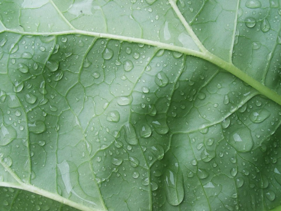 some green leaves with raindrops on them