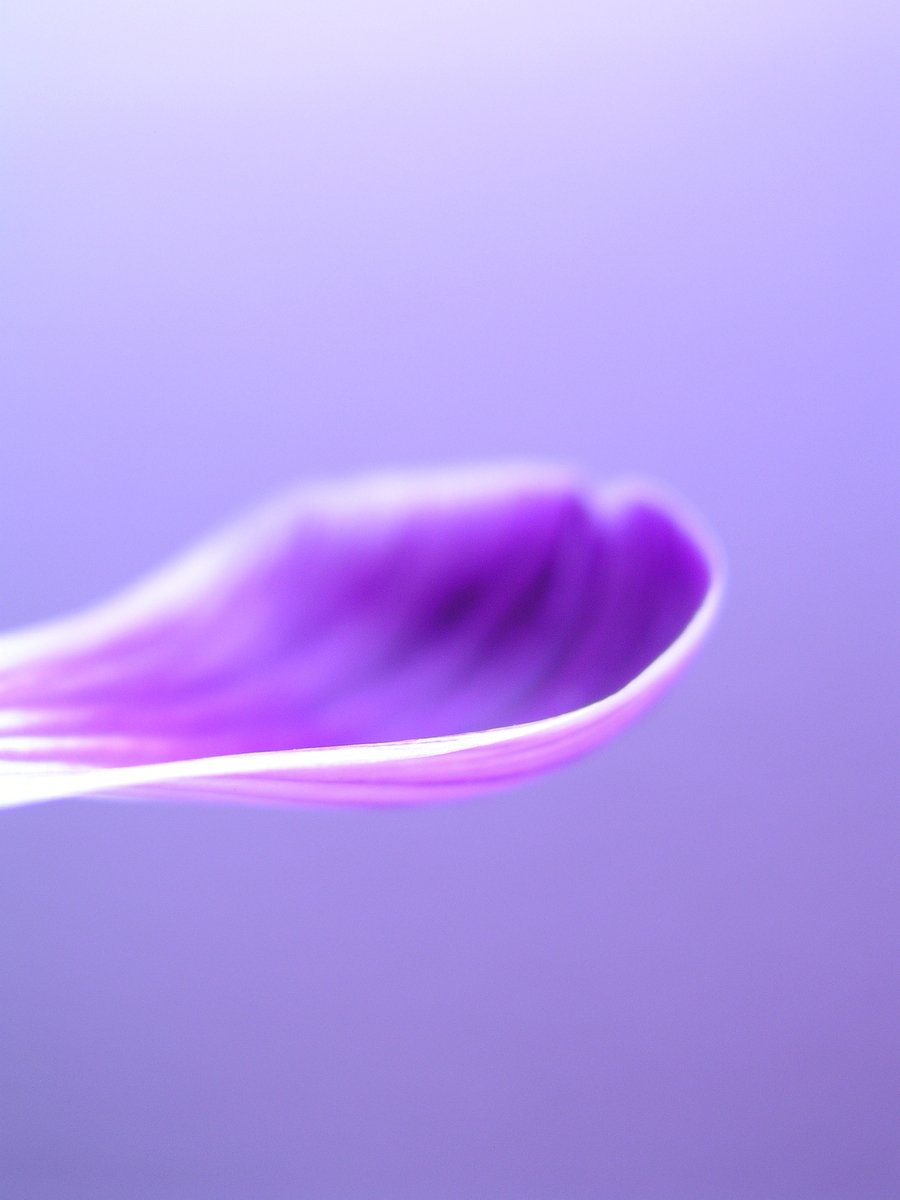 an image of a purple flower that is blurry