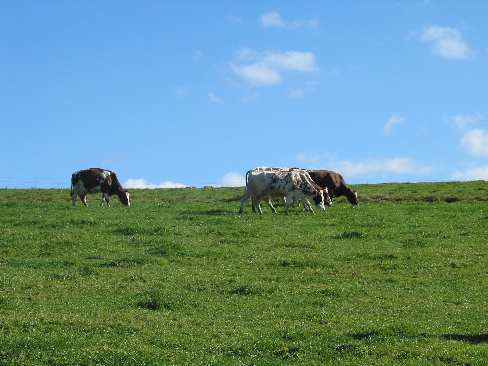 two cows eating grass in a large field