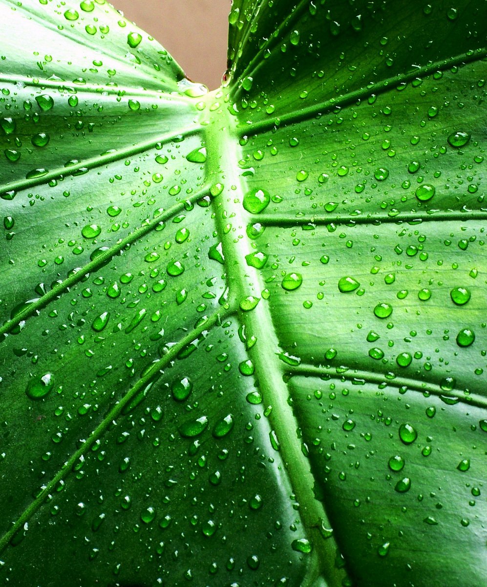 a green plant with drops of rain on the leaves