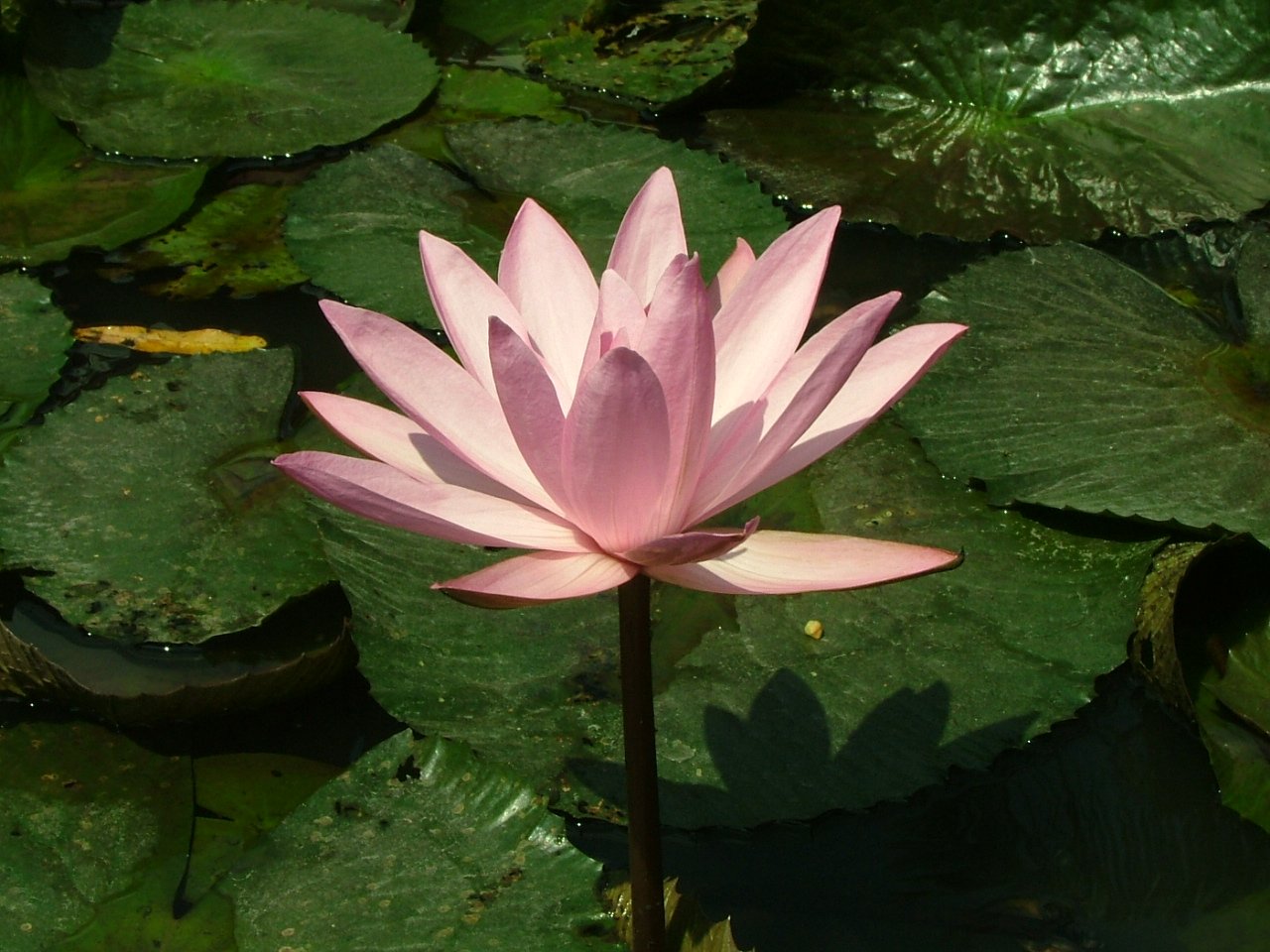 a pink lotus flower in the middle of some water lilies