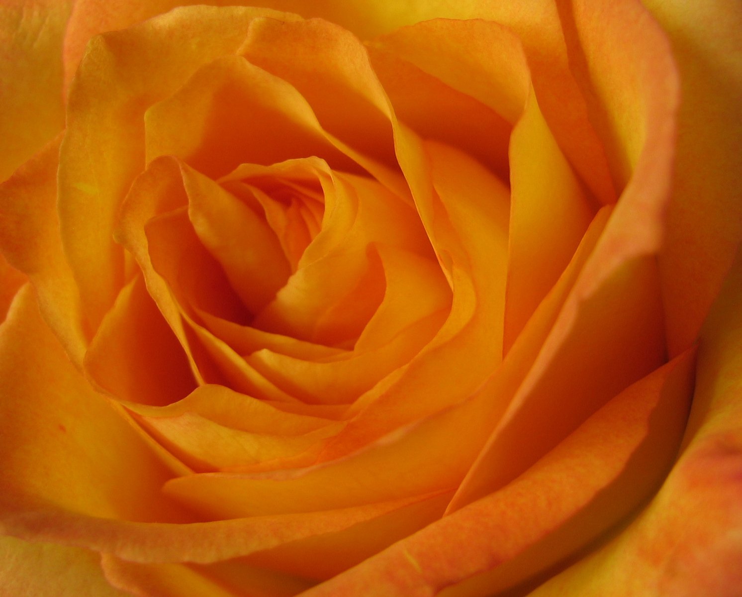 a close - up view of the center of a rose