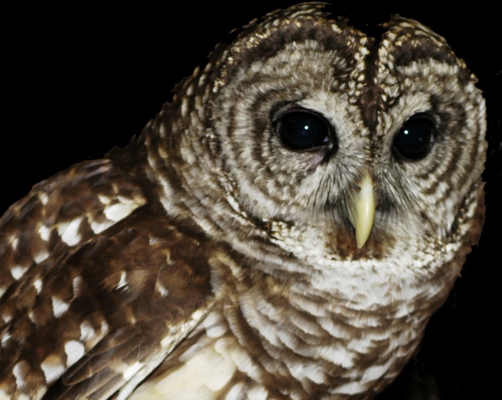 an owl looks directly into the camera lens