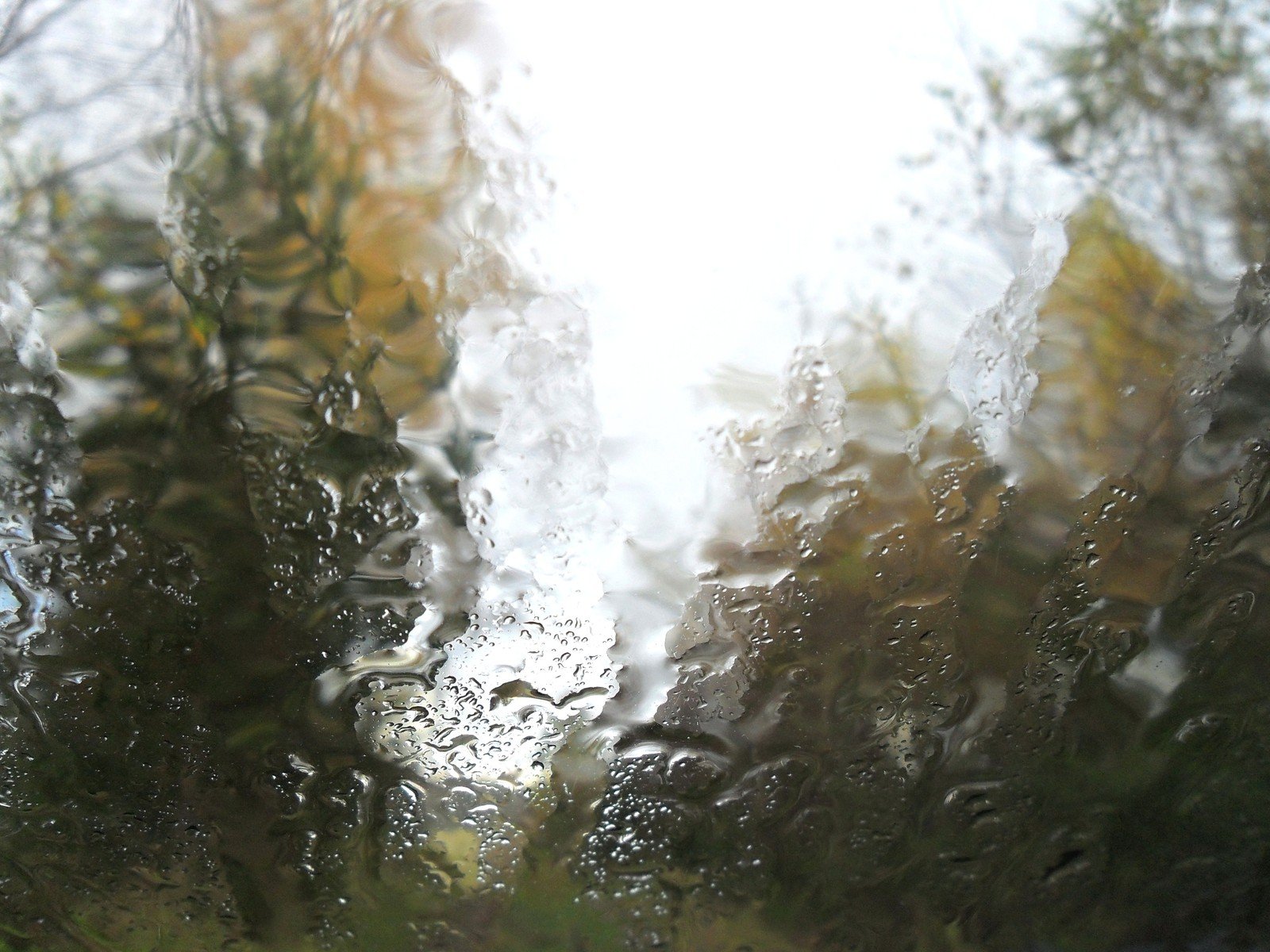 some trees that are outside on a rainy day