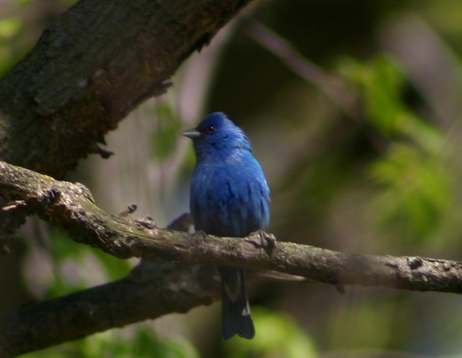 a bird with a blue face is sitting on a nch