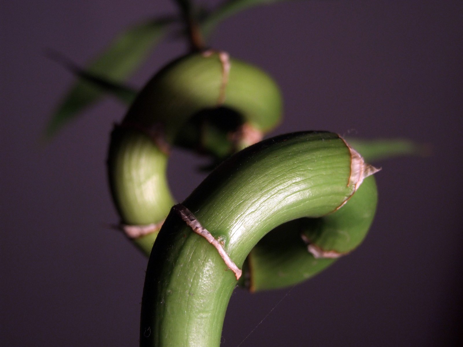 a pair of green bananas growing on a tree