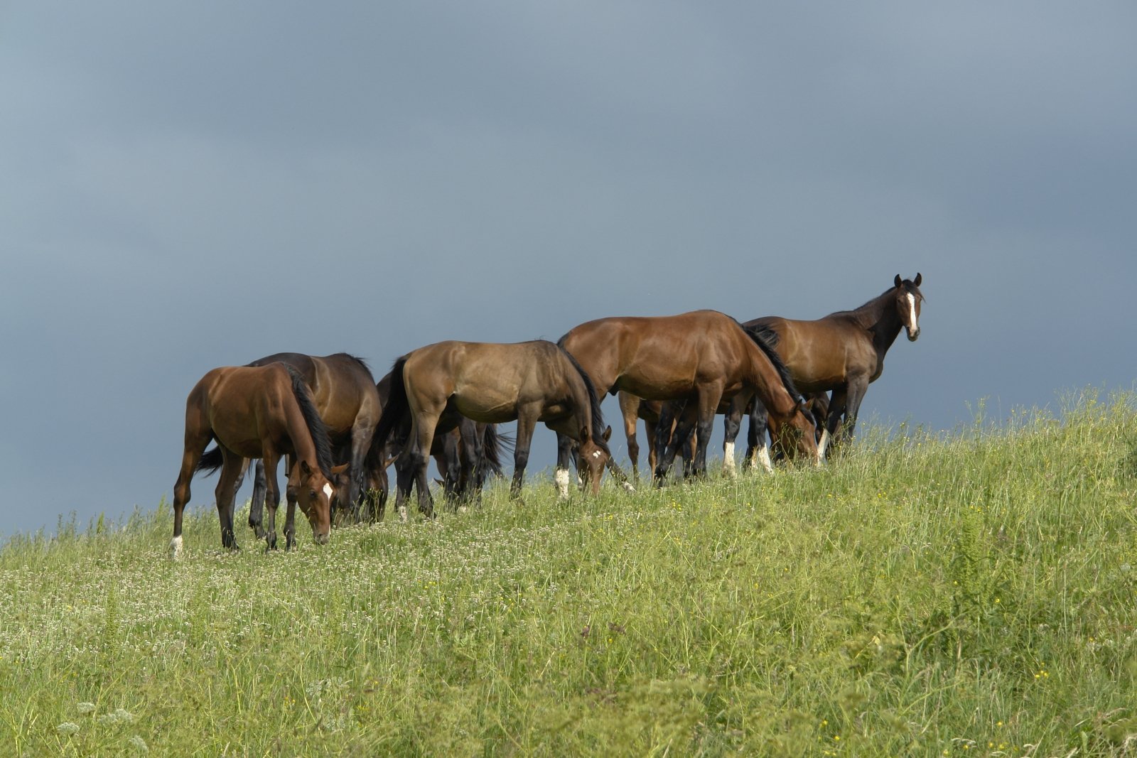 a group of horses are standing on the edge of the hill