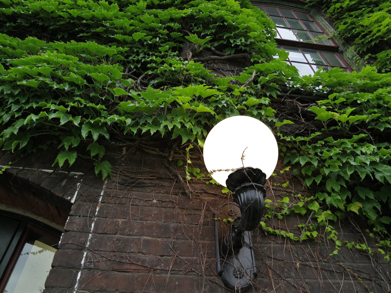 a picture of some greenery on the side of a building