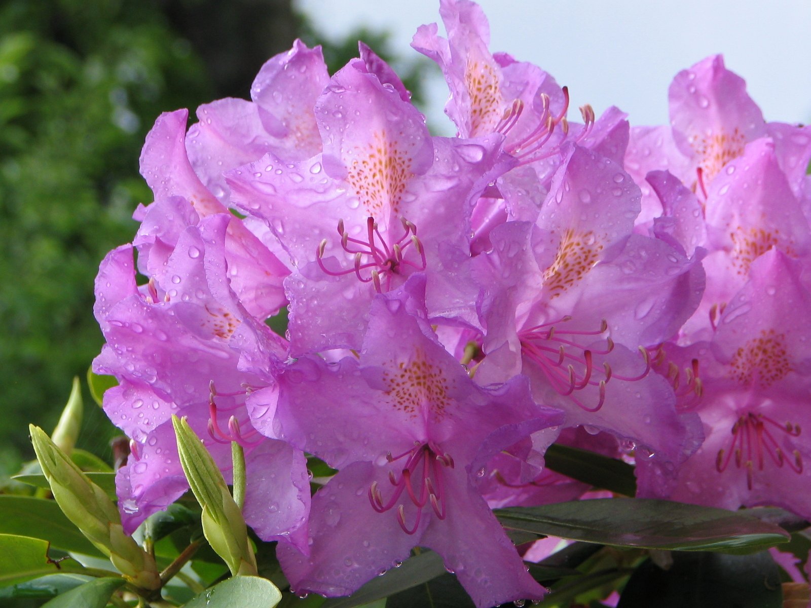 pink flowers with water droplets on them against a blue sky