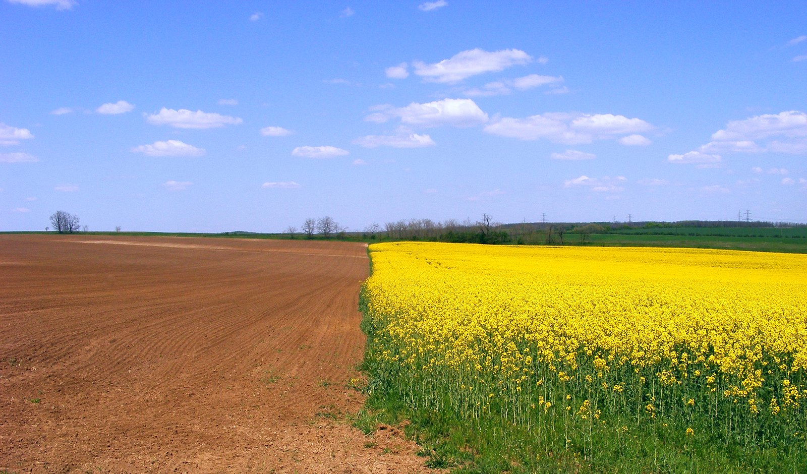 two plowed fields full of yellow flowers