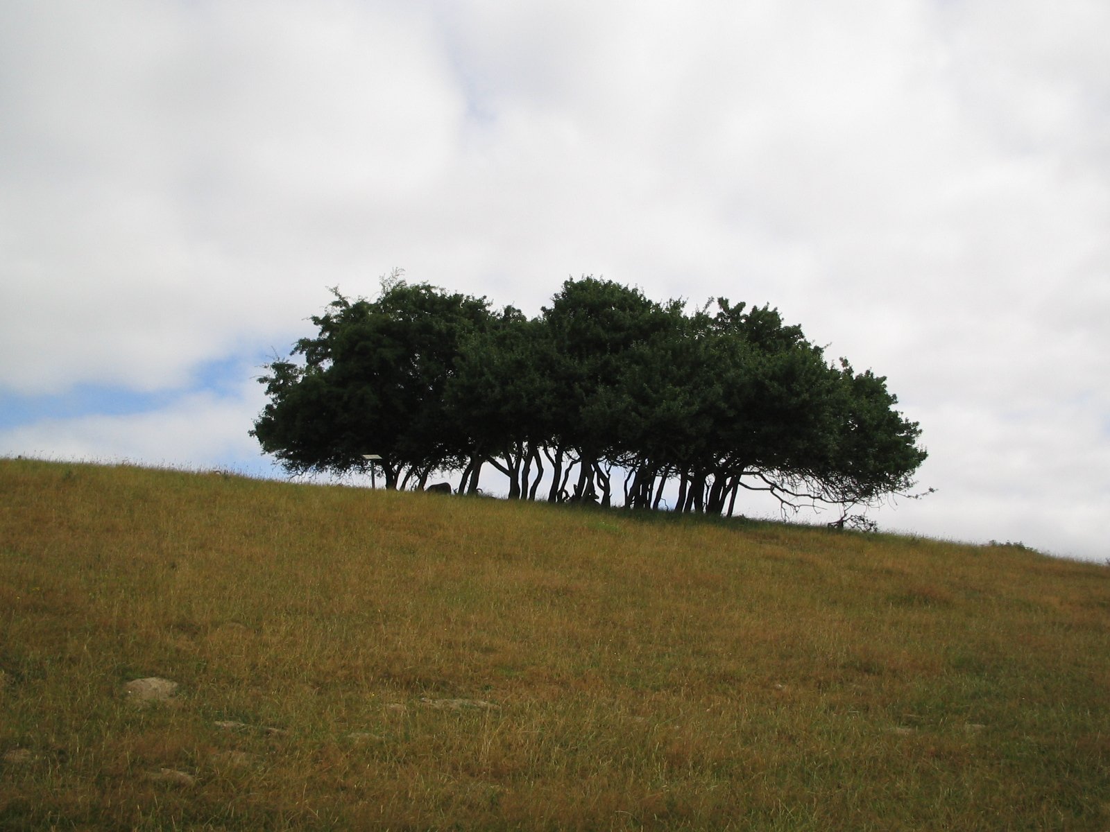 a grassy hillside with three trees on it