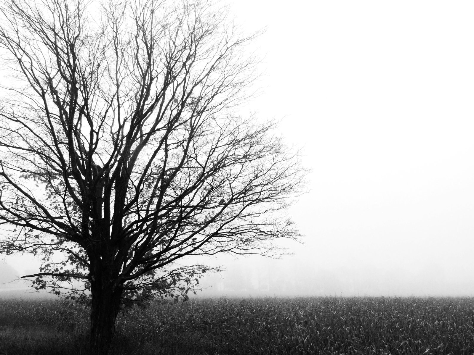 an image of tree in the fog and grass