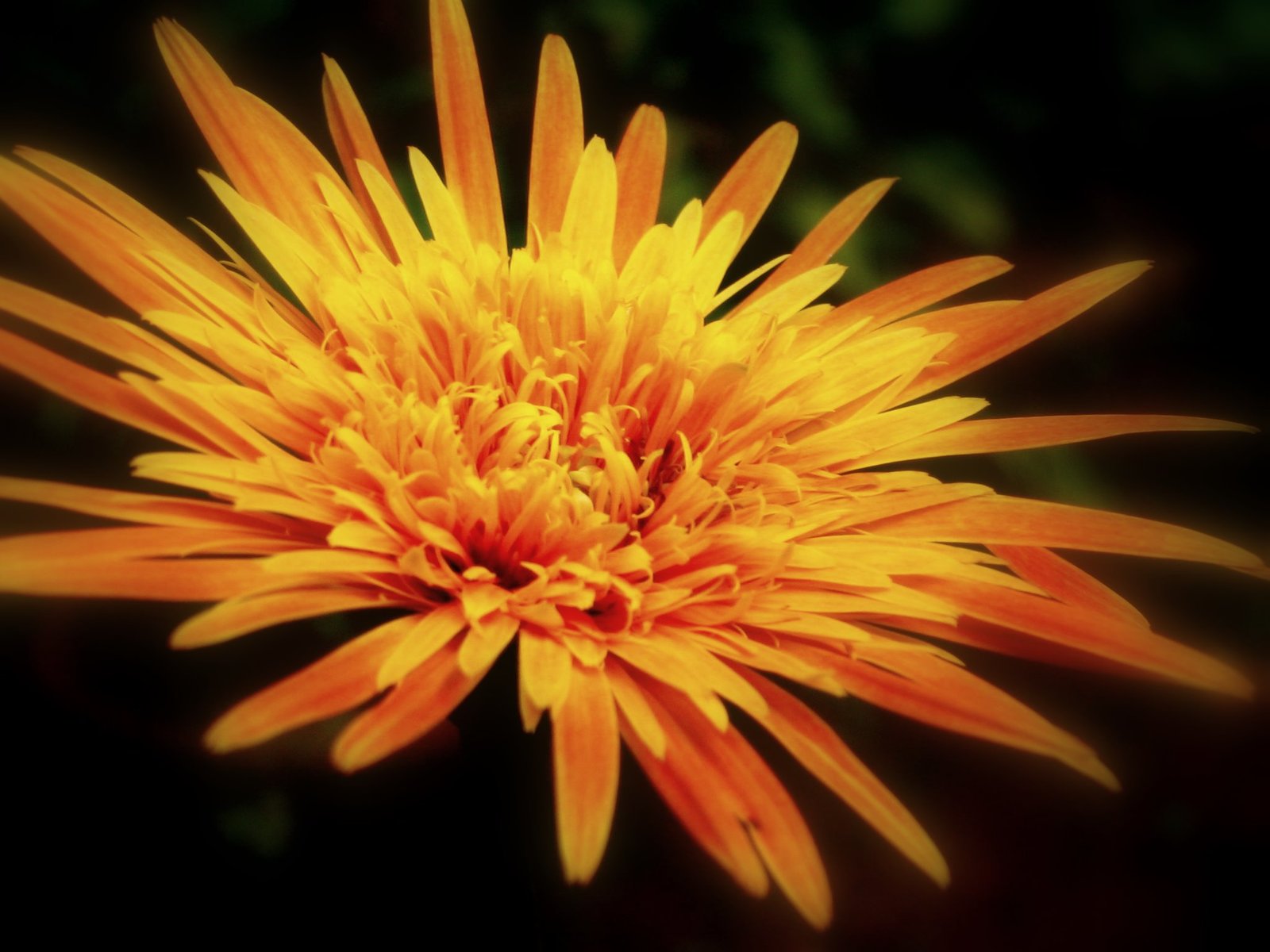 yellow flower with long stems is in bloom