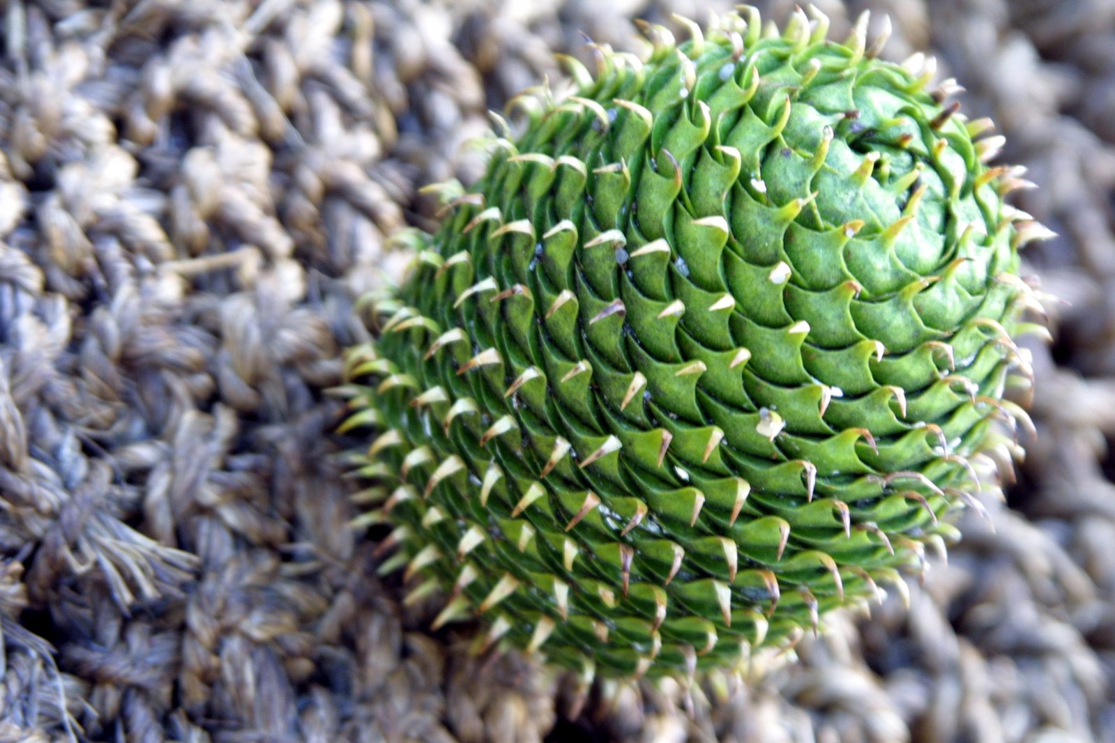 an unusual green object with spikes on its shell