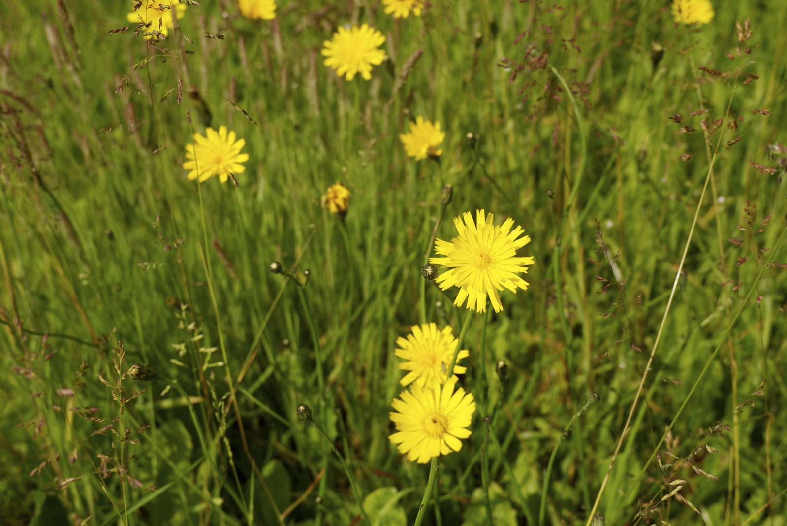 some very pretty yellow flowers in a big grassy field