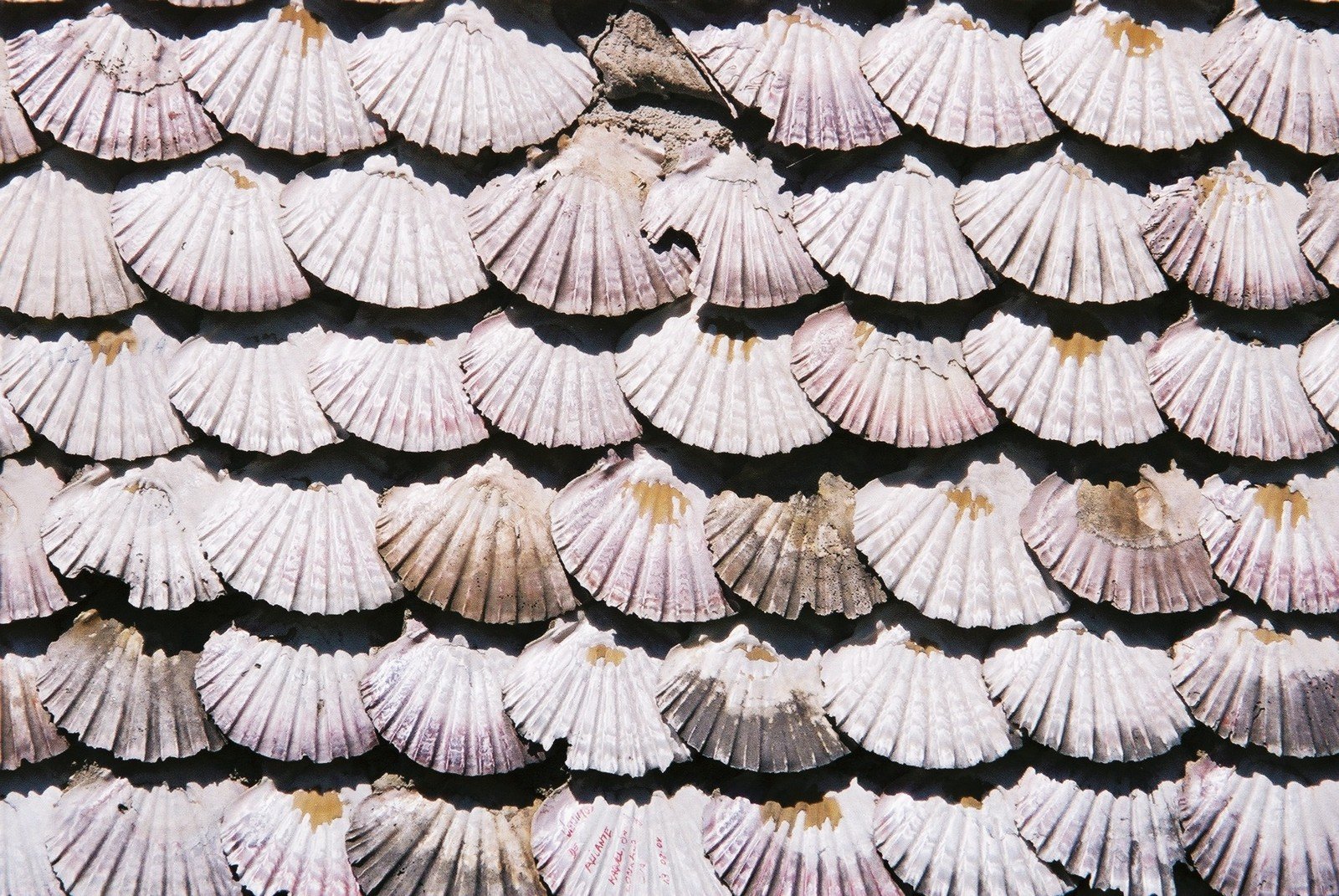 rows of sea shells are seen on a tile wall