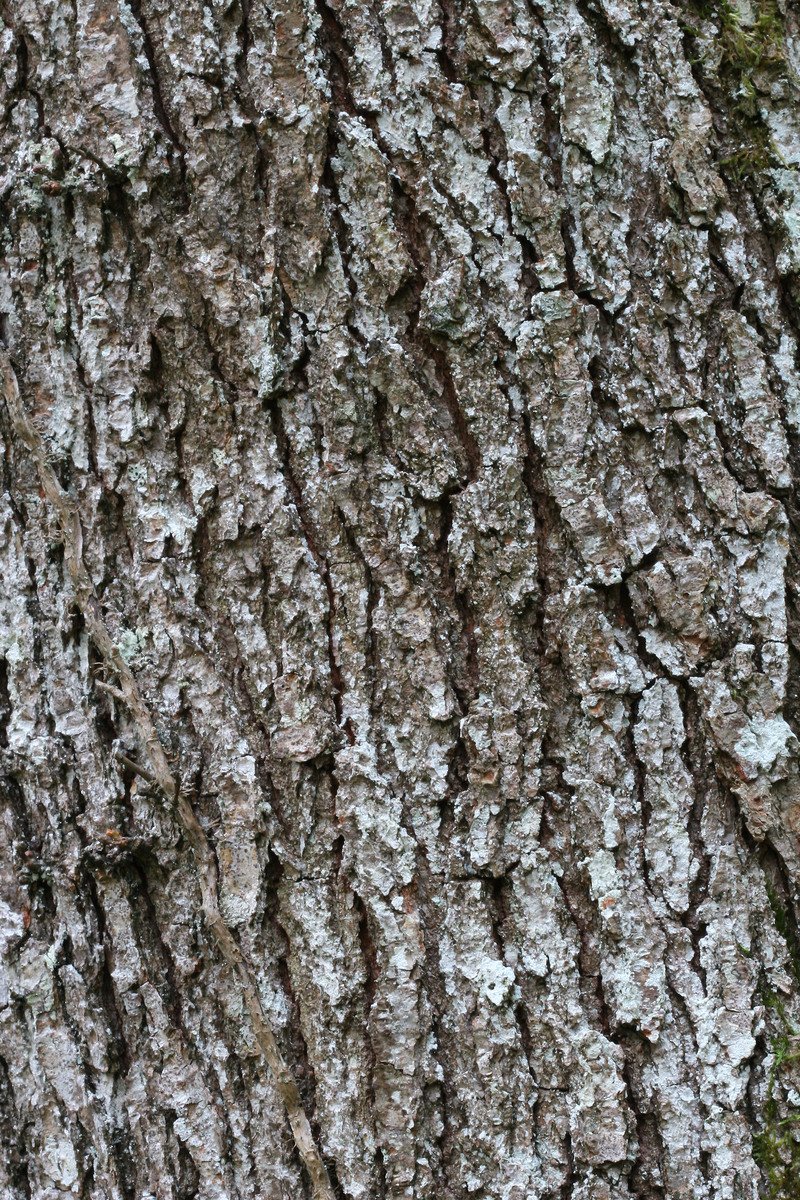 a tree bark is white and has chipped black spots