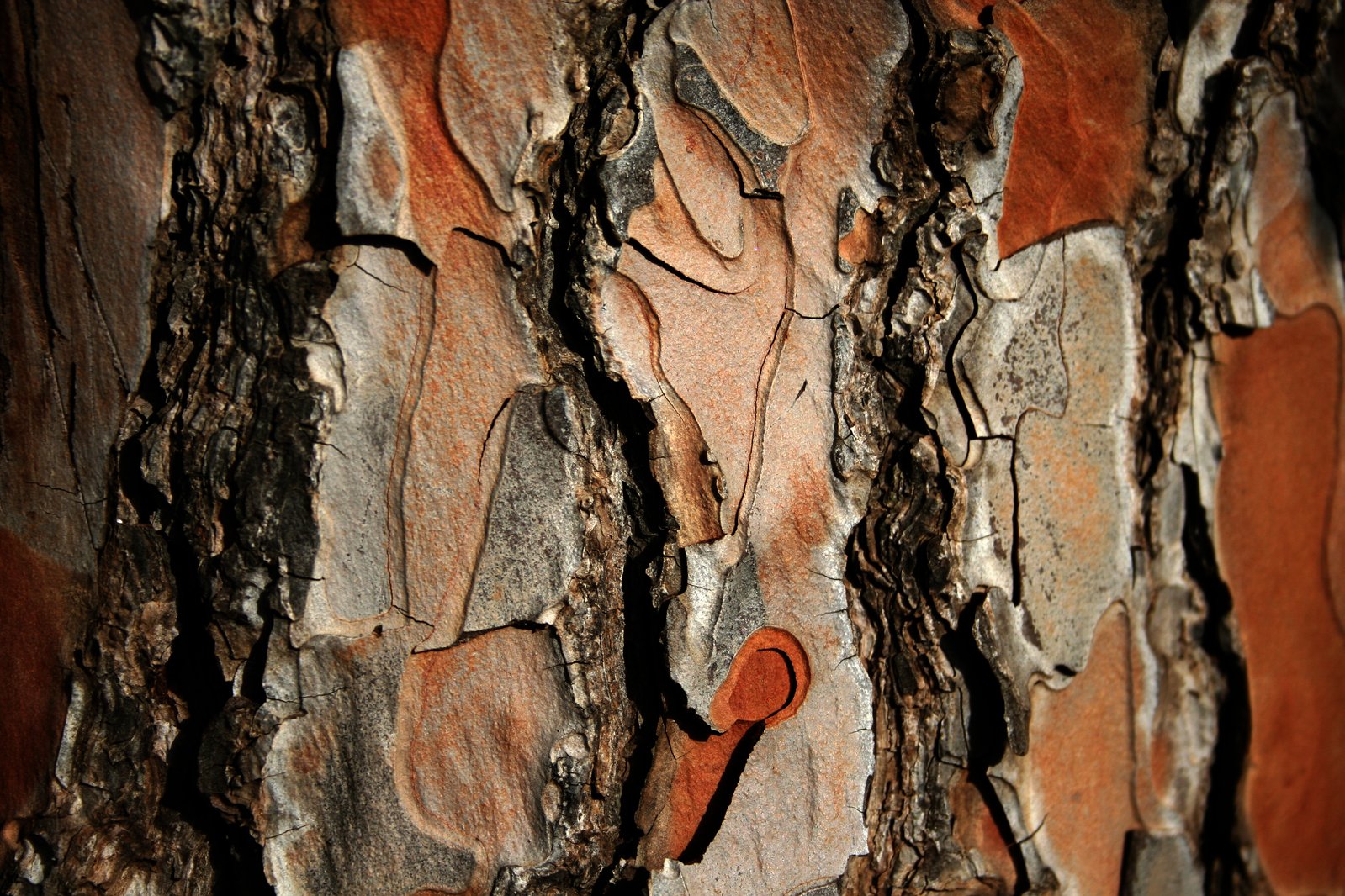 close up po of peeling paint on wood