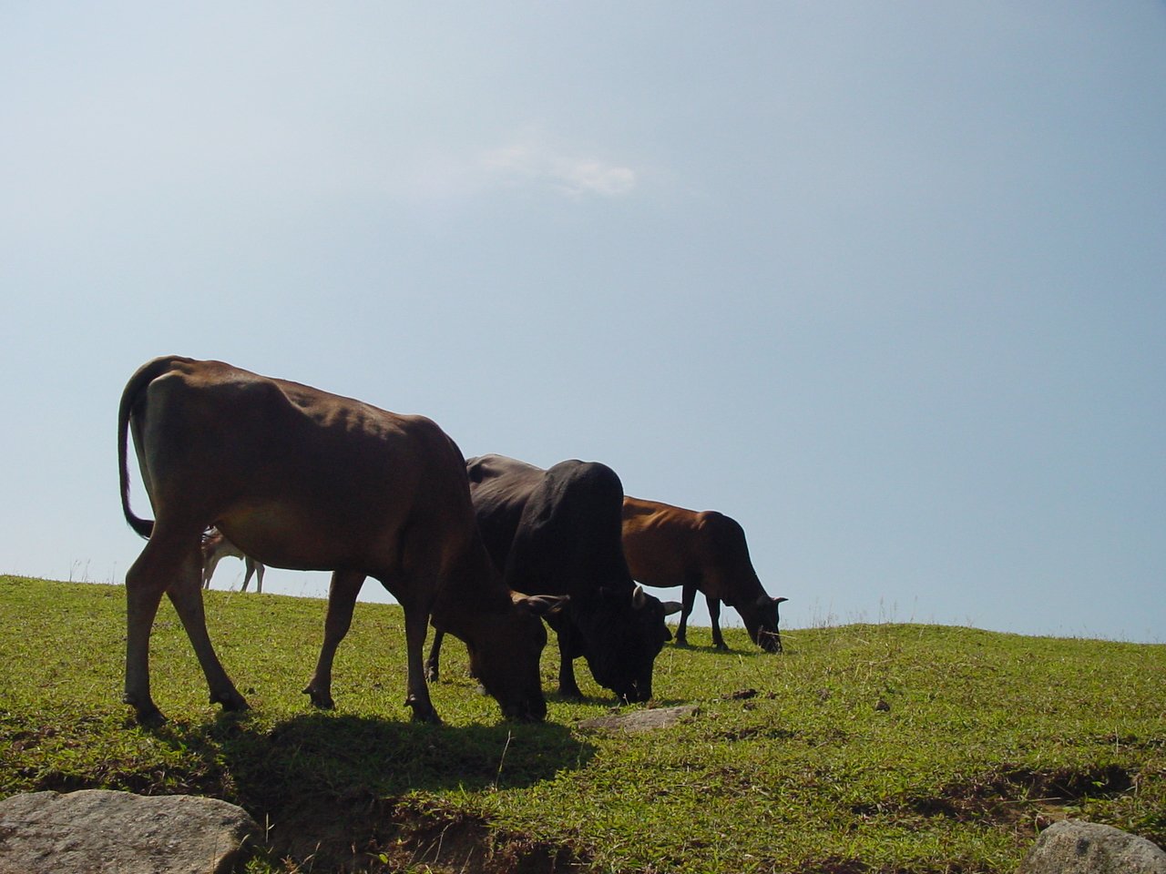 three cows are grazing on the grassy hills