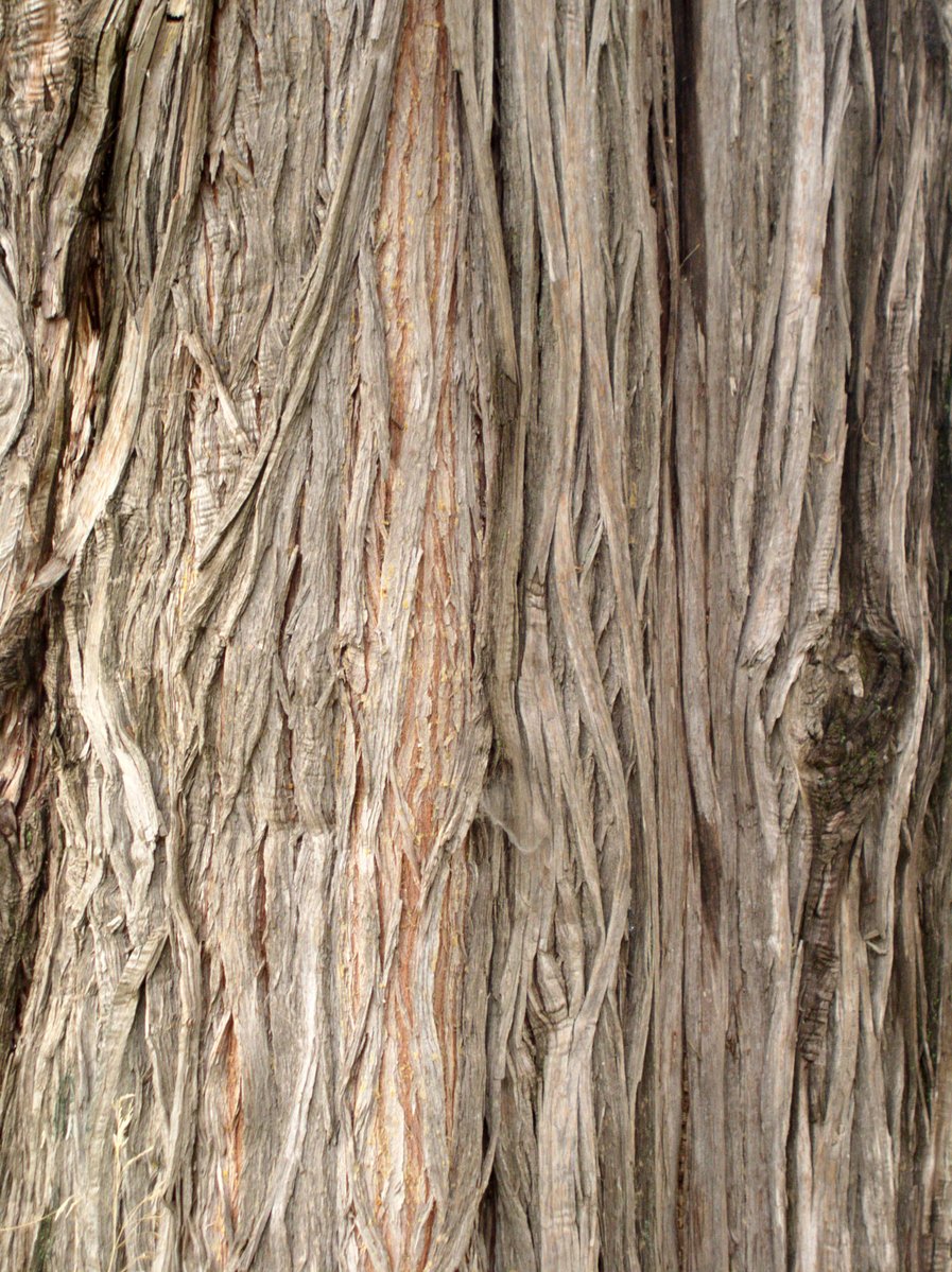 a tree with bark and a bird hanging upside down