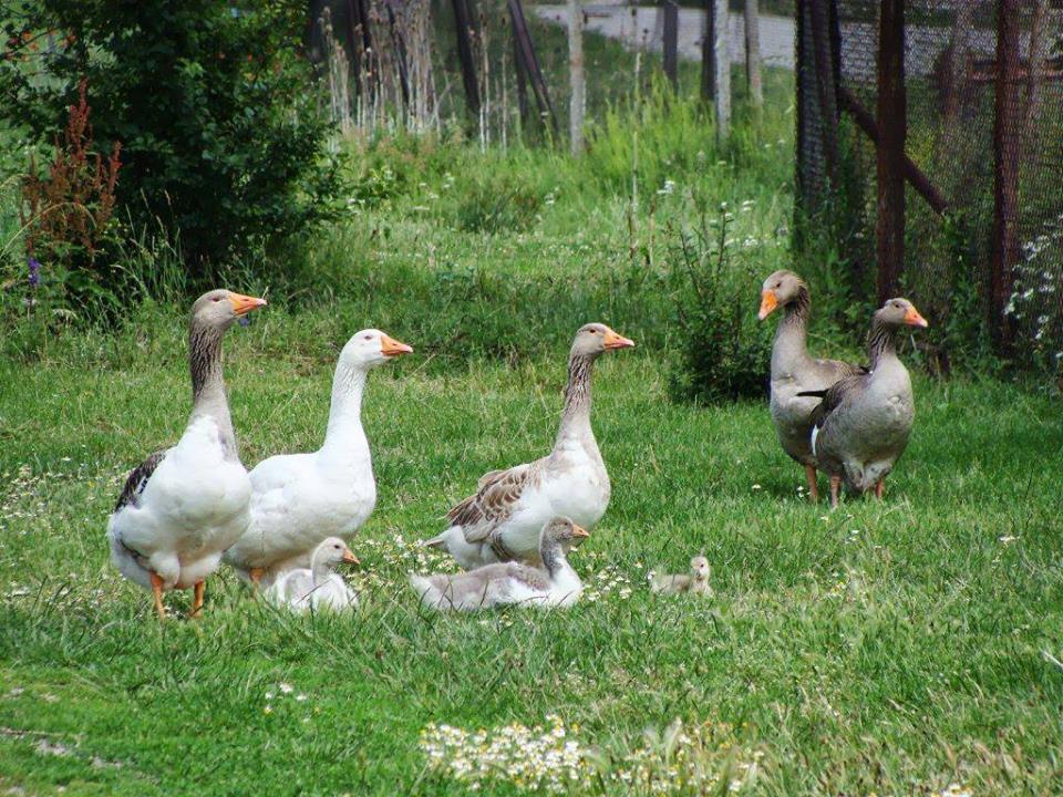 several duck are gathered together in the grass