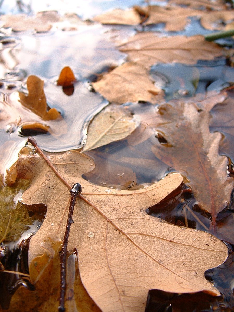 a close up view of leaves and water