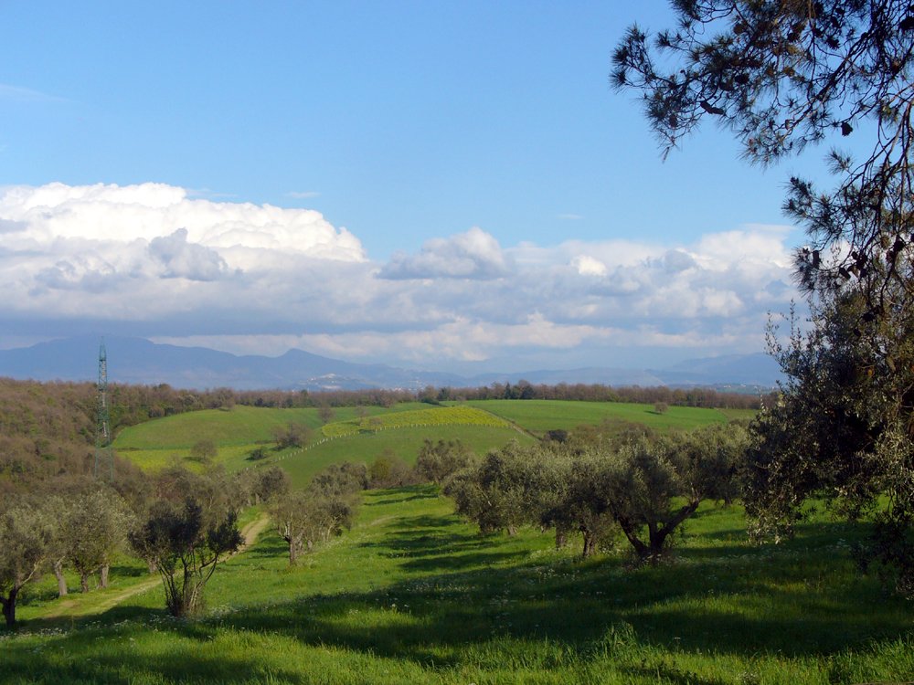 a beautiful green field is shown near trees