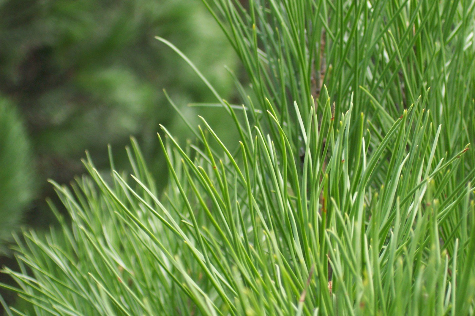 a close up of some grass near bushes