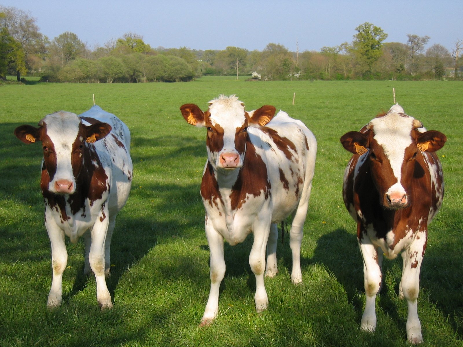 three cows stand in the middle of a pasture