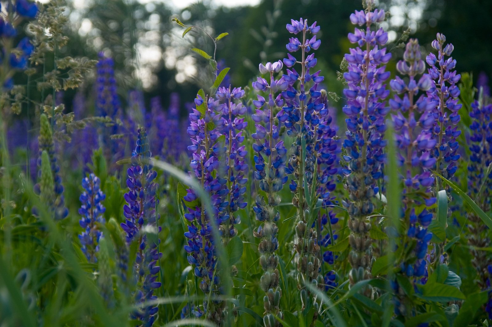 wildflowers and other plants bloom in a field